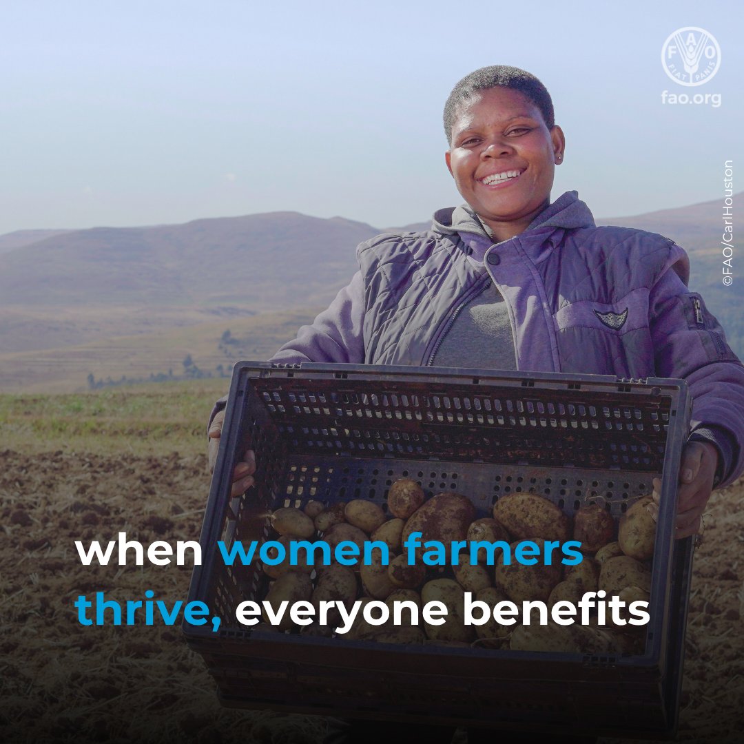 FAO in Lesotho tweet media