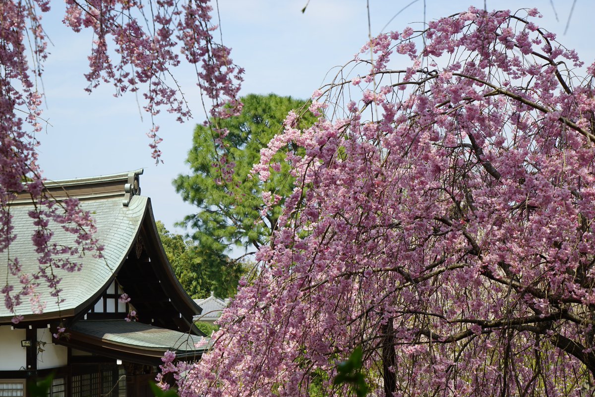 観清院 tweet media