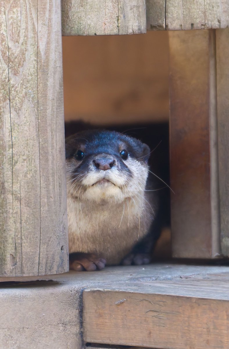 トーカ・ゼット🦦 tweet media