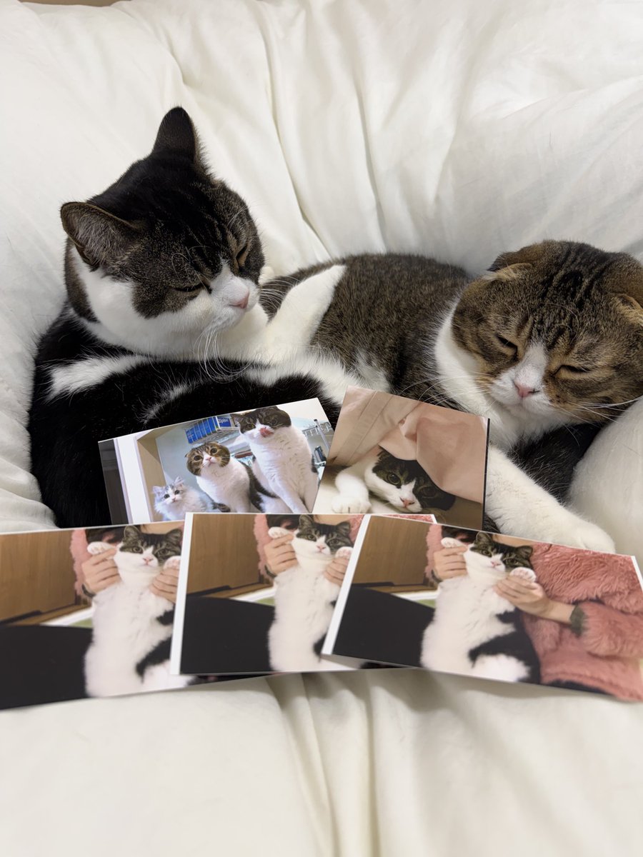 スコスコぽこ太郎ファミリー tweet media