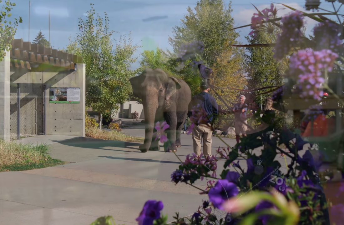 Cosmicbrigade's tweet image. Dear @aaronpaquette how can City Hall 🛑 #Lucy from moving when everything is being offered to you to successfully move her 4 🆓
#Lucy deserves autonomy &amp;amp; companionship &amp;amp; at this point in her life a chance to retire to a warm #Sanctuary climate with other 🐘 companions.
🙏🆓 Lucy