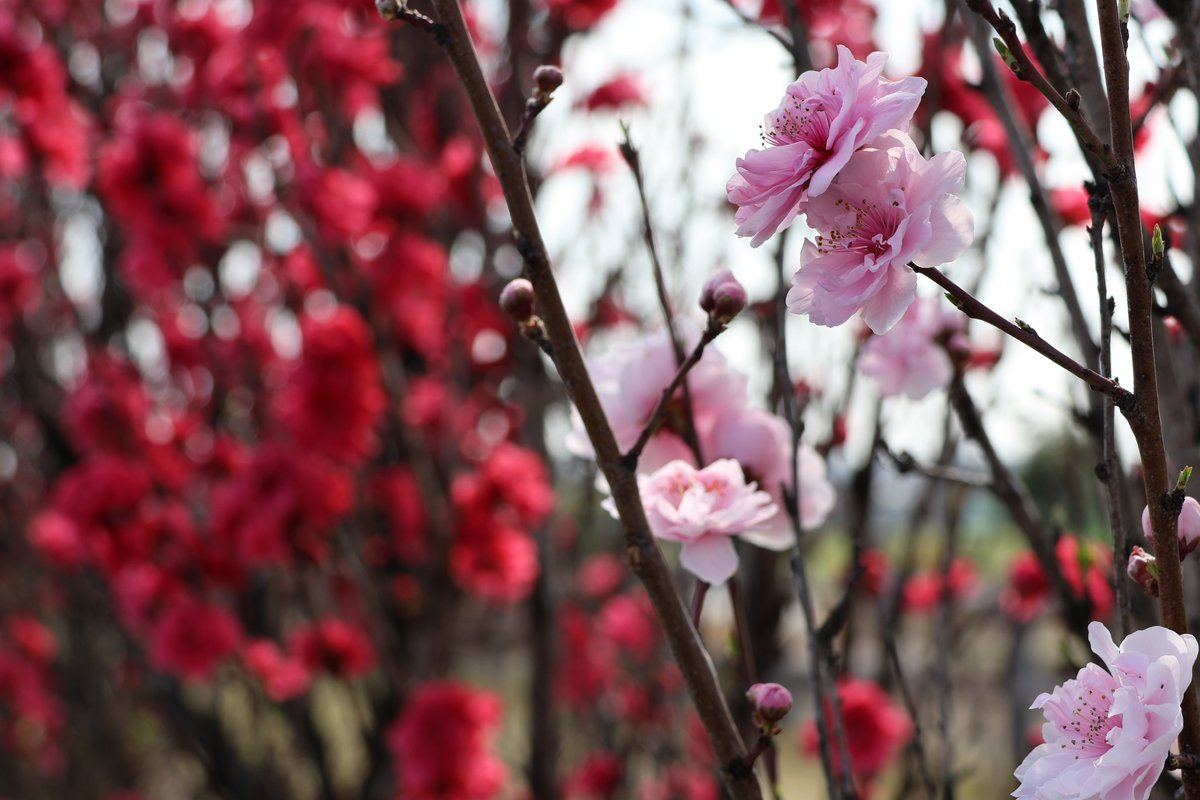 海老名市【公式】 tweet media