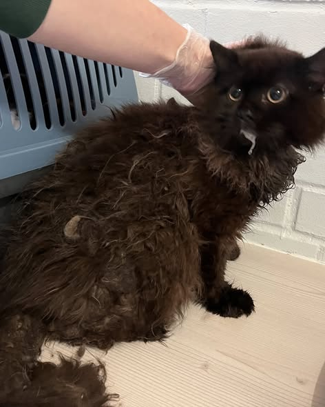 yolanda schultes tweet media