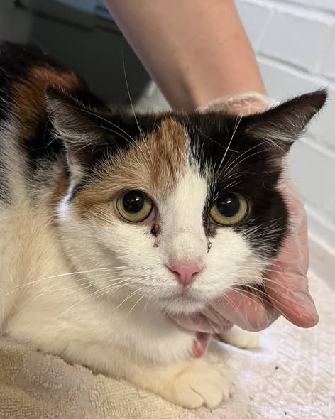 yolanda schultes tweet media