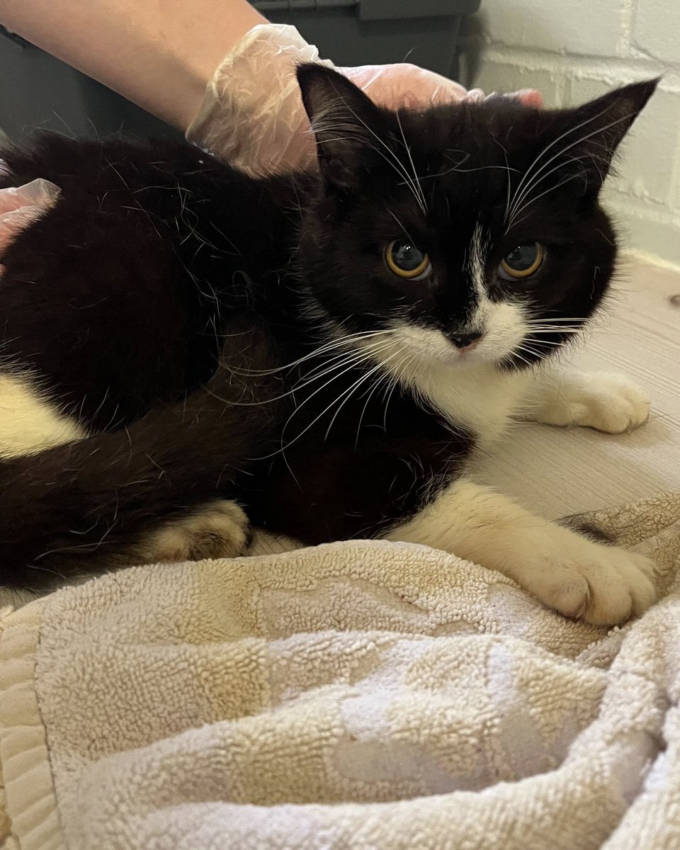 yolanda schultes tweet media