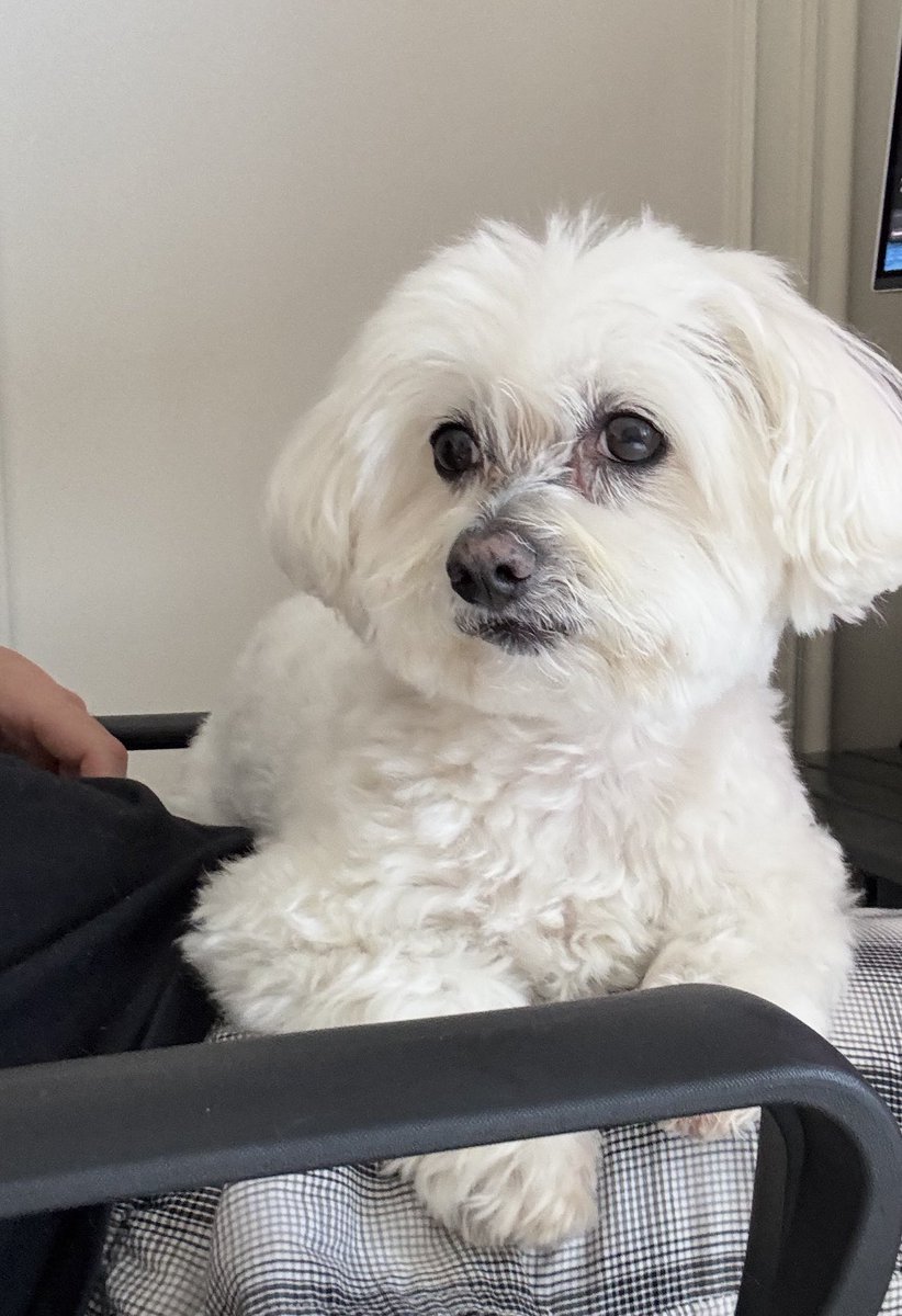 JAMES 🟡 tweet media