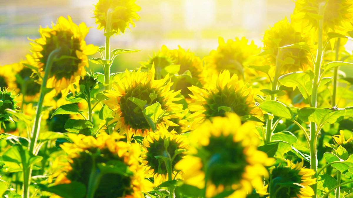 Gustavo Denecken S. tweet media