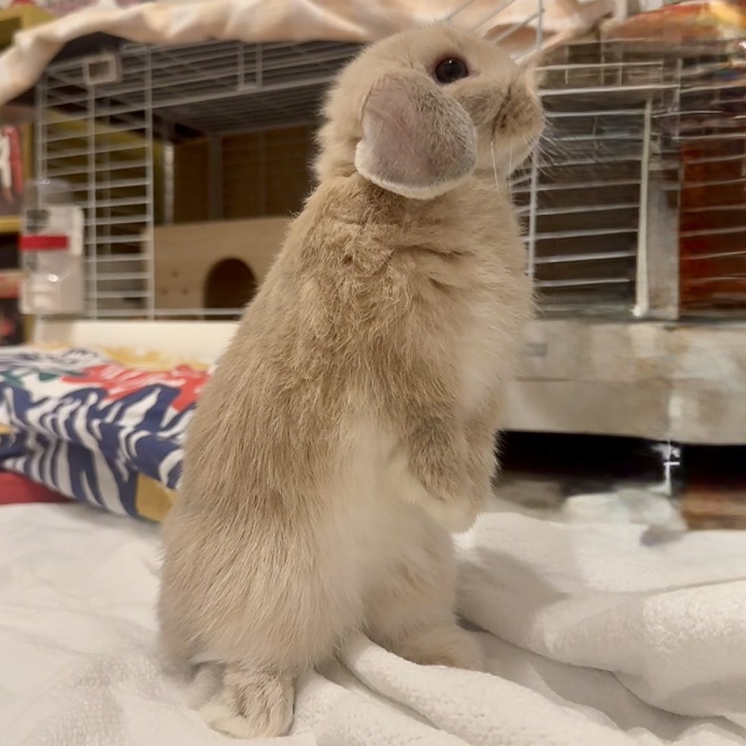 おいしいプリン tweet media