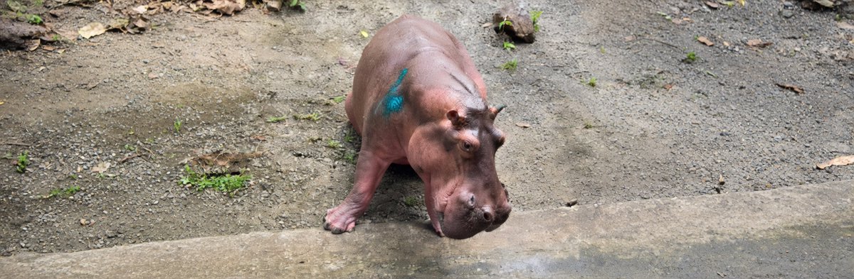 Whale 鲸鱼 .,. tweet media