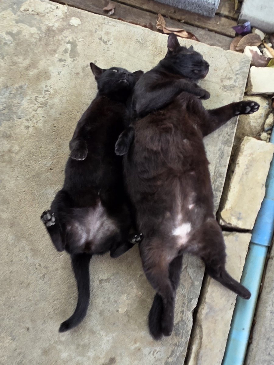 แมวทองมี กวีพเนจร tweet media