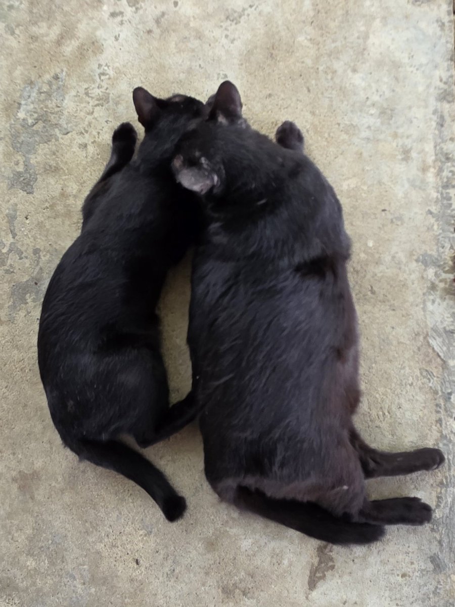 แมวทองมี กวีพเนจร tweet media