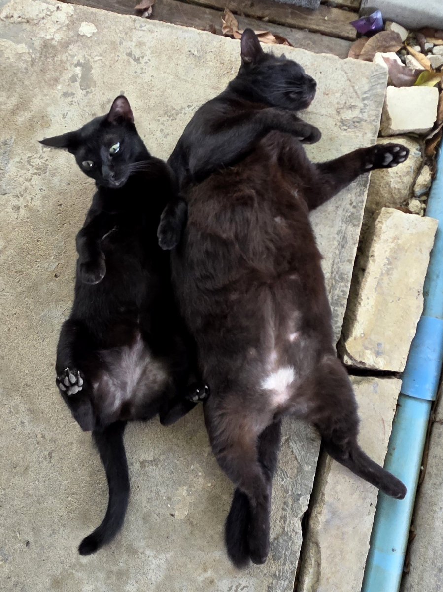 แมวทองมี กวีพเนจร tweet media