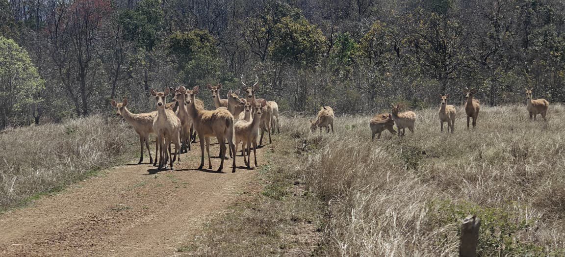 satpura_tr's tweet photo. With their distinctive multi-tined antlers, Barasingha are among India’s most unique deer species.
Sustained protection, habitat management, and community efforts have helped revive their population.
#conservationstory #wildlifeindia #barasingha #satpuratigerreserve https://t.co/ndMw5X8txk