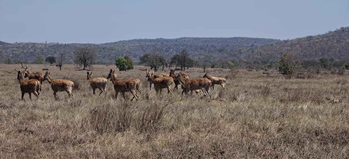 satpura_tr's tweet photo. With their distinctive multi-tined antlers, Barasingha are among India’s most unique deer species.
Sustained protection, habitat management, and community efforts have helped revive their population.
#conservationstory #wildlifeindia #barasingha #satpuratigerreserve https://t.co/ndMw5X8txk