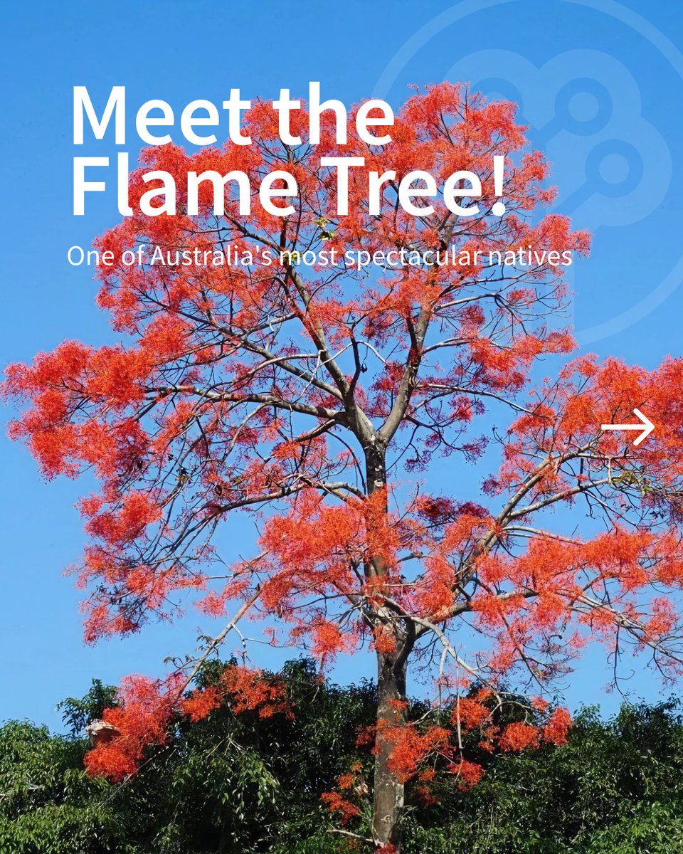 Tree-Nation tweet media