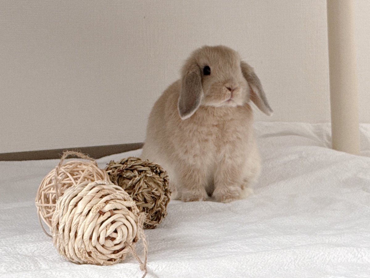 おいしいプリン tweet media