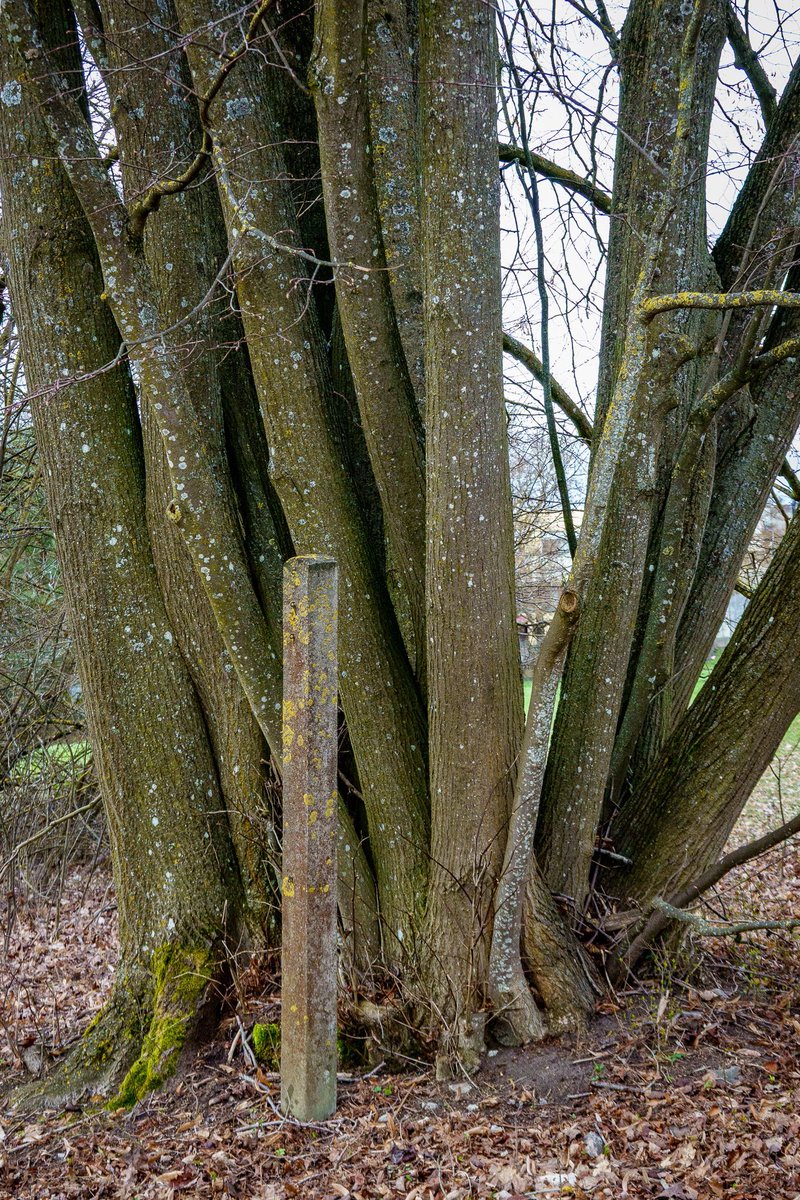 Sᴛᴇғ.📸Uʟᴍ tweet media