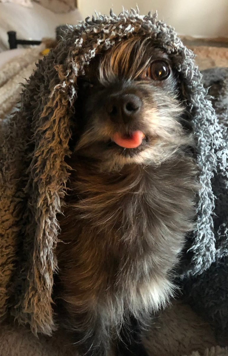 Missing Pets GB tweet media