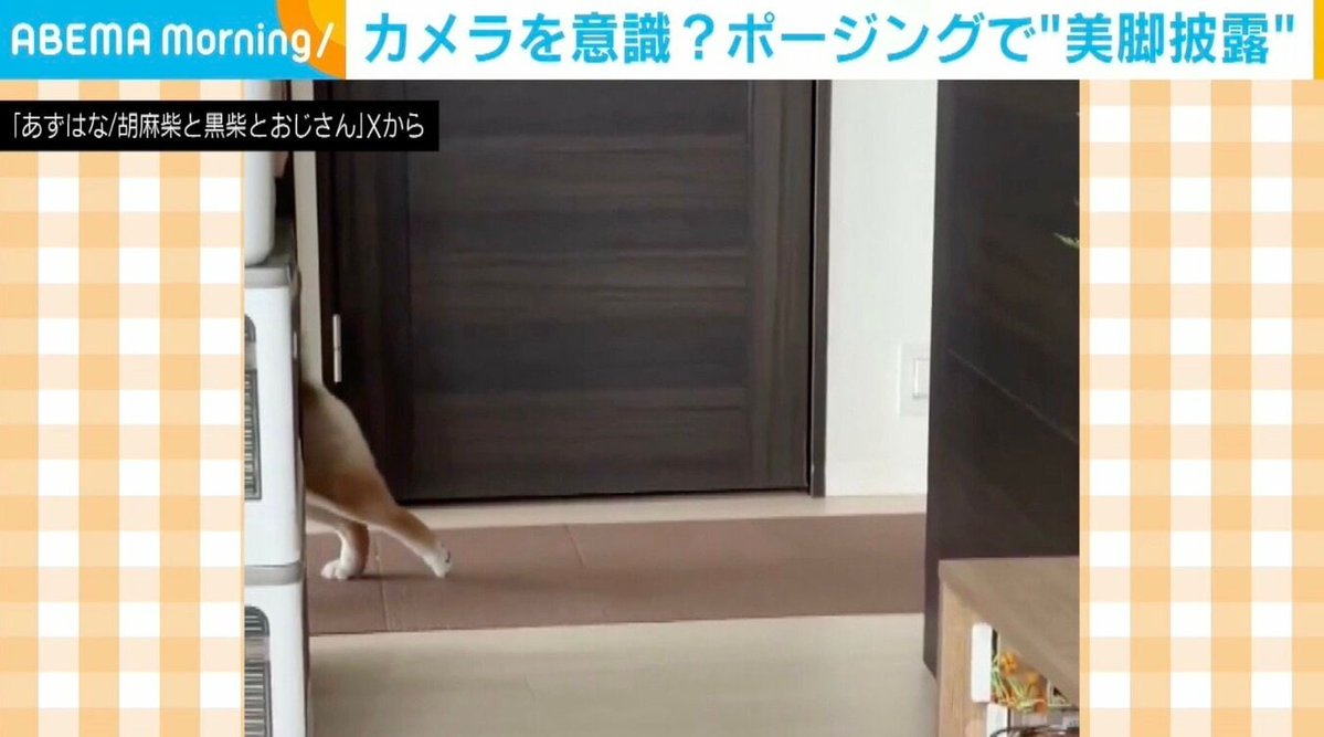 ABEMA TIMES tweet media