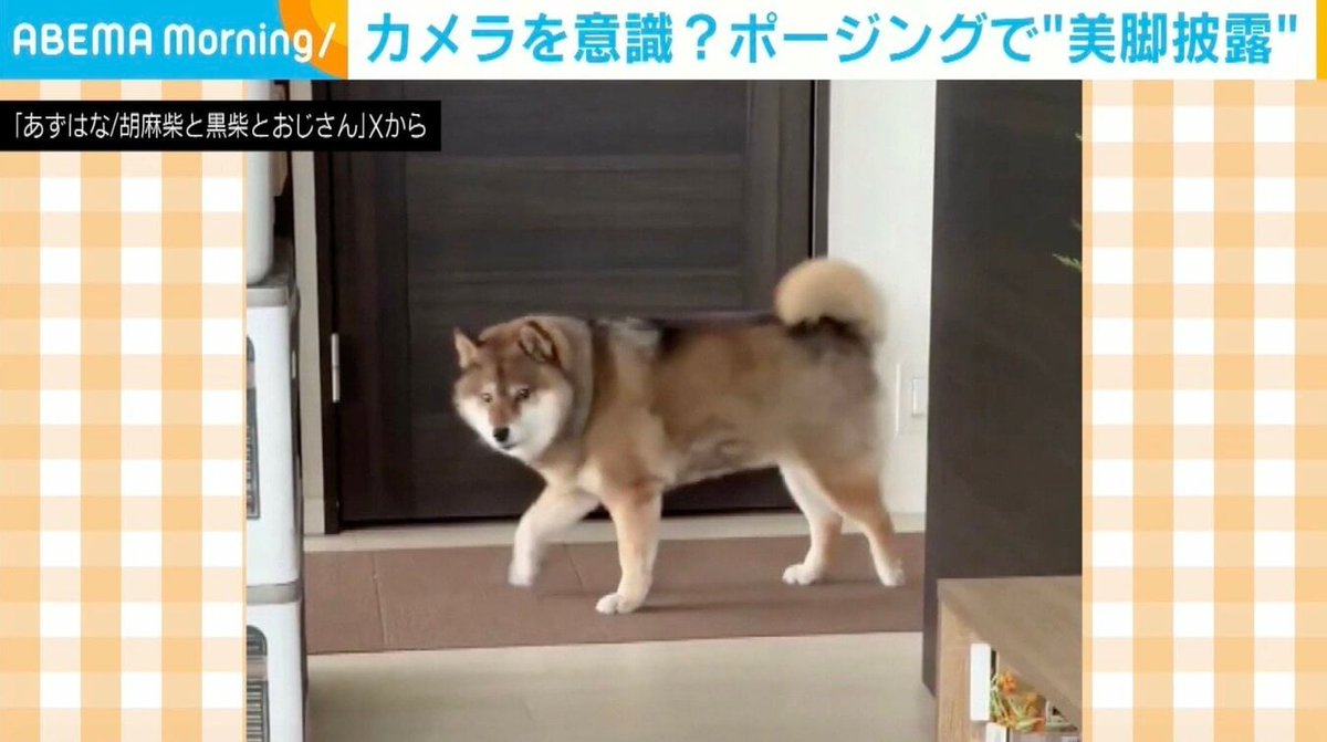 ABEMA TIMES tweet media