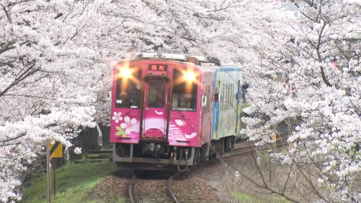 運転席からの風景】 桜咲く鉄路～小湊鉄道～ [総合] 3月25日(水)午前2