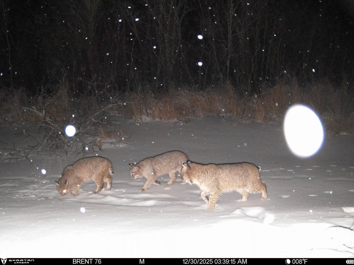 trailcam tweet media