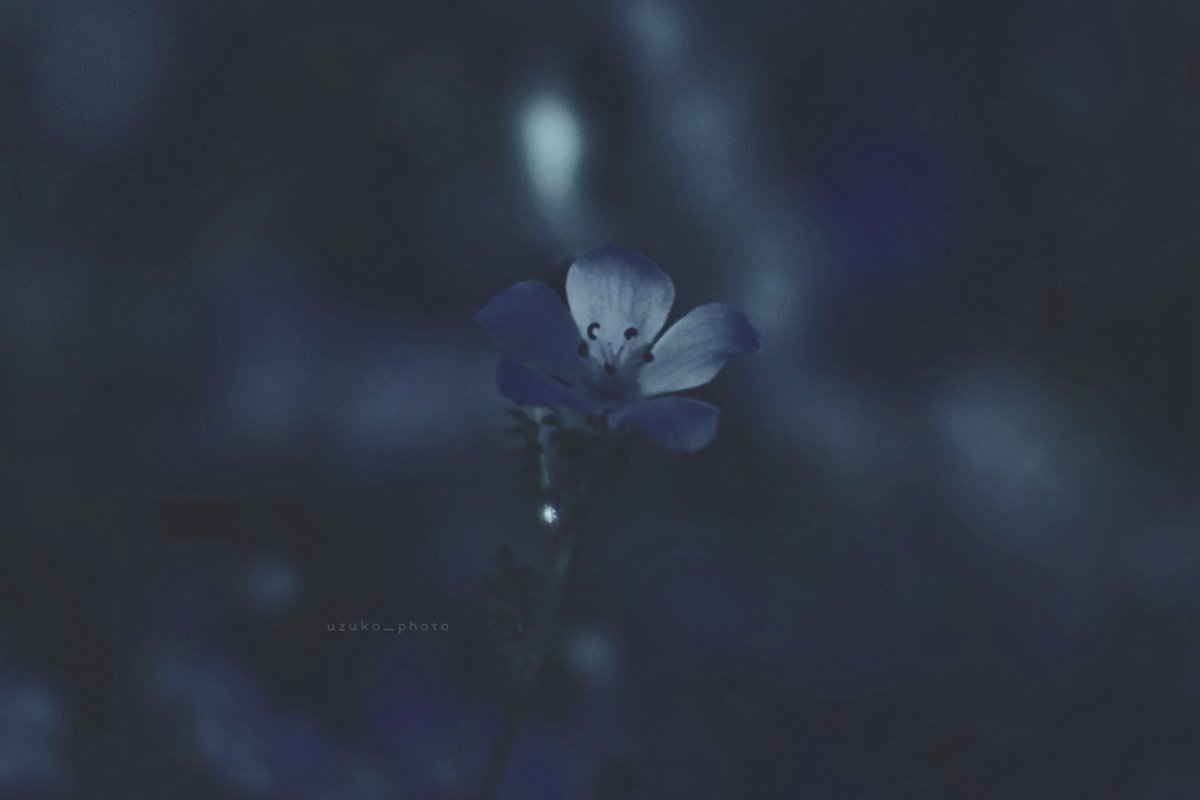 うずこ/𝚄𝚣𝚞𝚔𝚘 tweet media