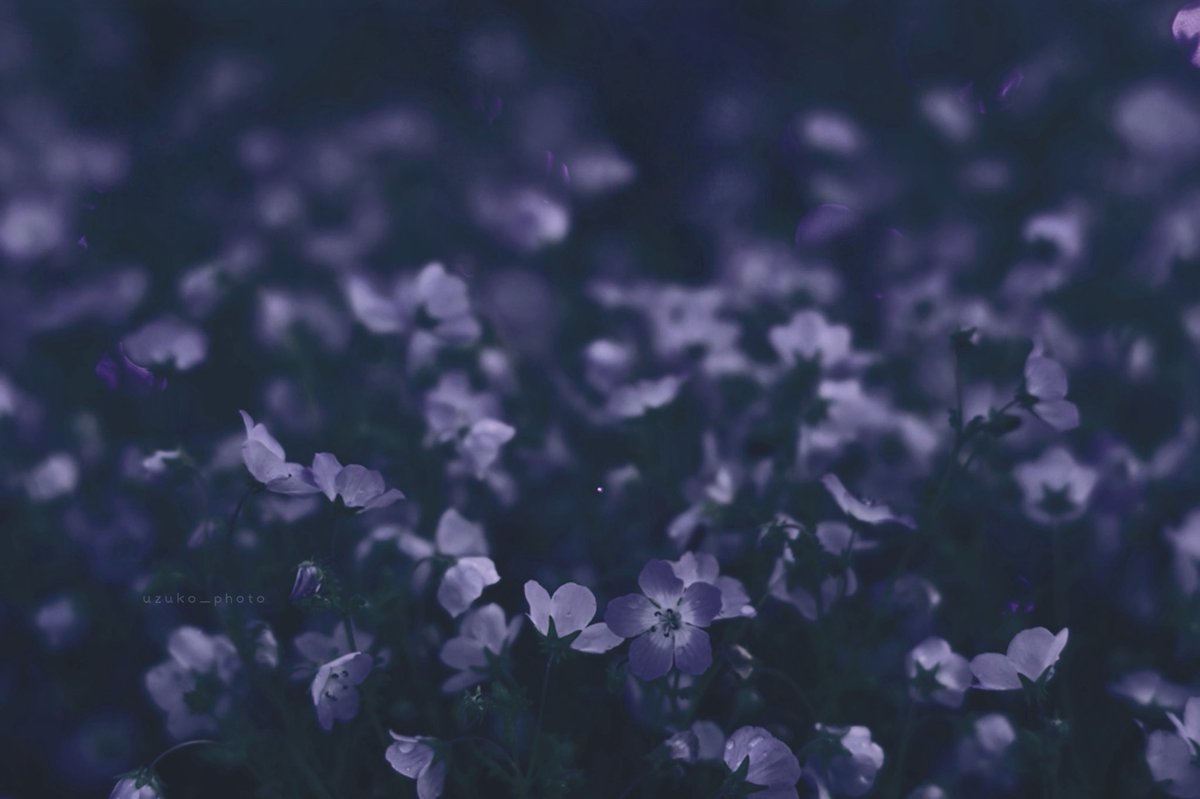 うずこ/𝚄𝚣𝚞𝚔𝚘 tweet media