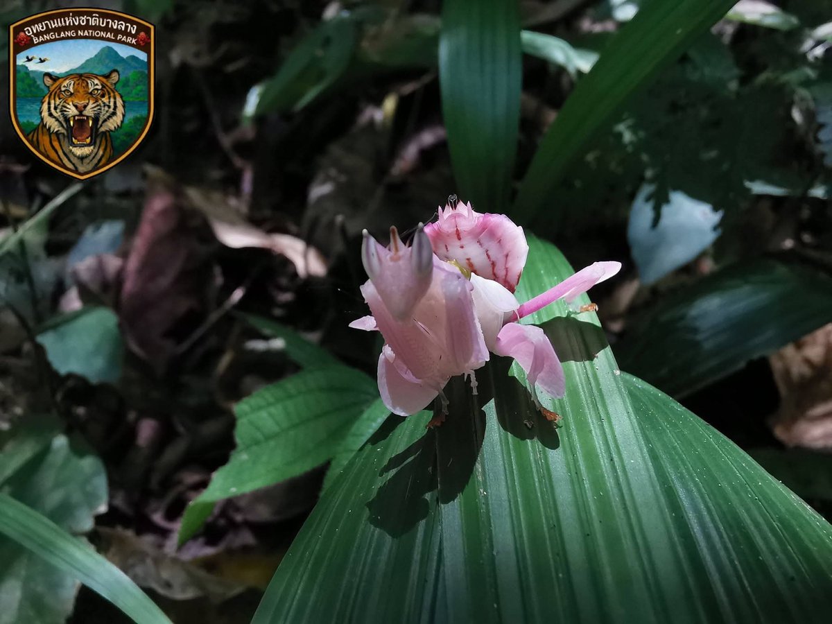 กรมอุทยานแห่งชาติ สัตว์ป่า และพันธุ์พืช tweet media