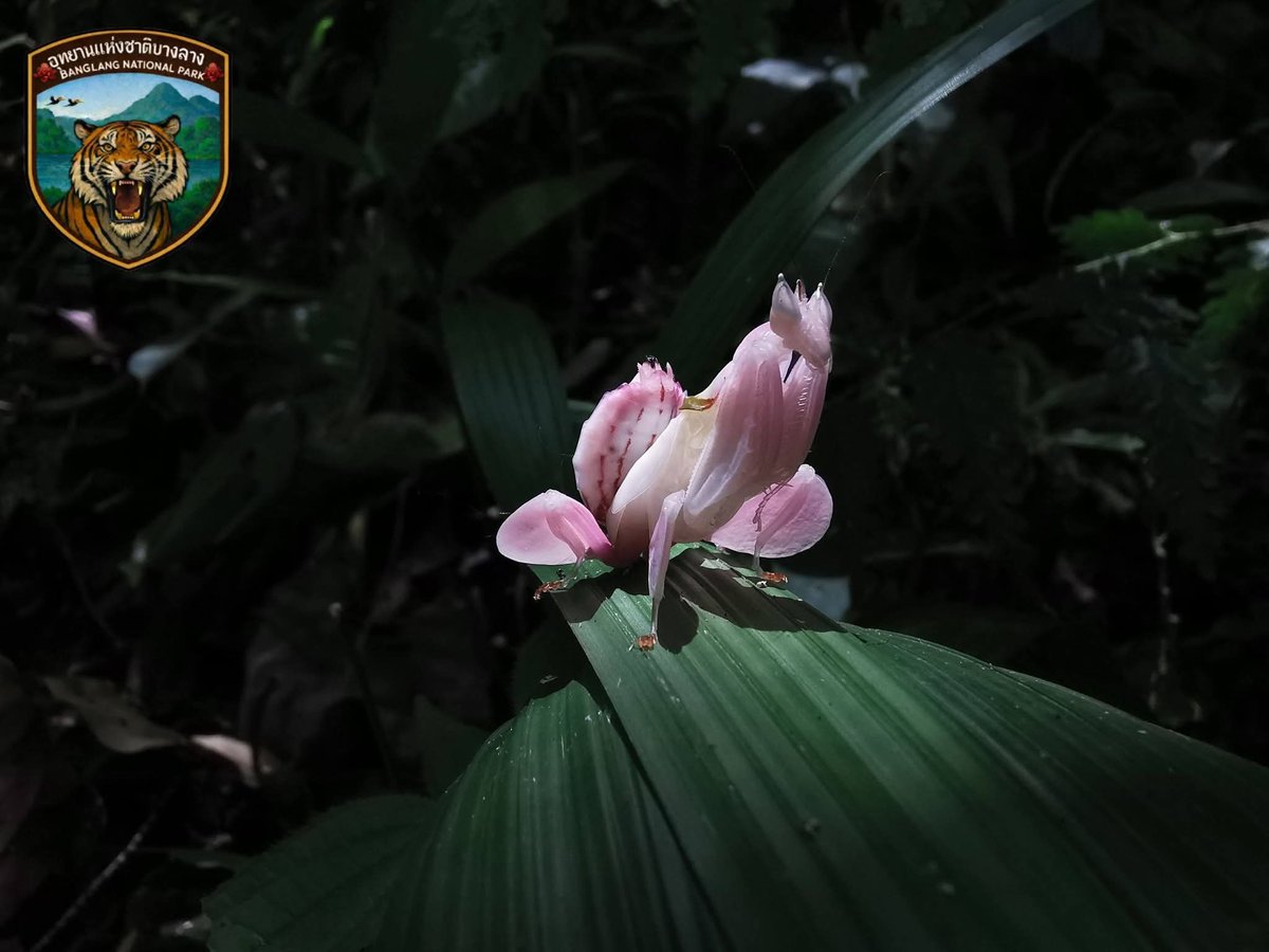 กรมอุทยานแห่งชาติ สัตว์ป่า และพันธุ์พืช tweet media