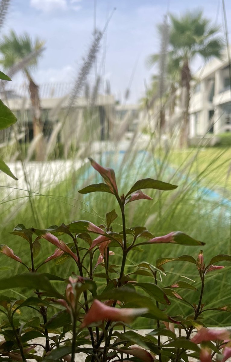 زياد منير الحجيلي tweet media