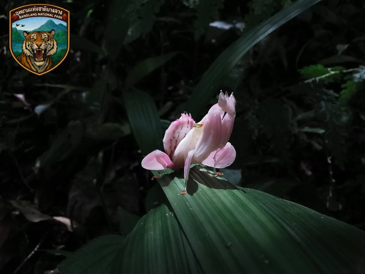 กรมอุทยานแห่งชาติ สัตว์ป่า และพันธุ์พืช tweet media