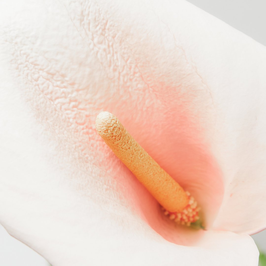 Verdecora tweet media