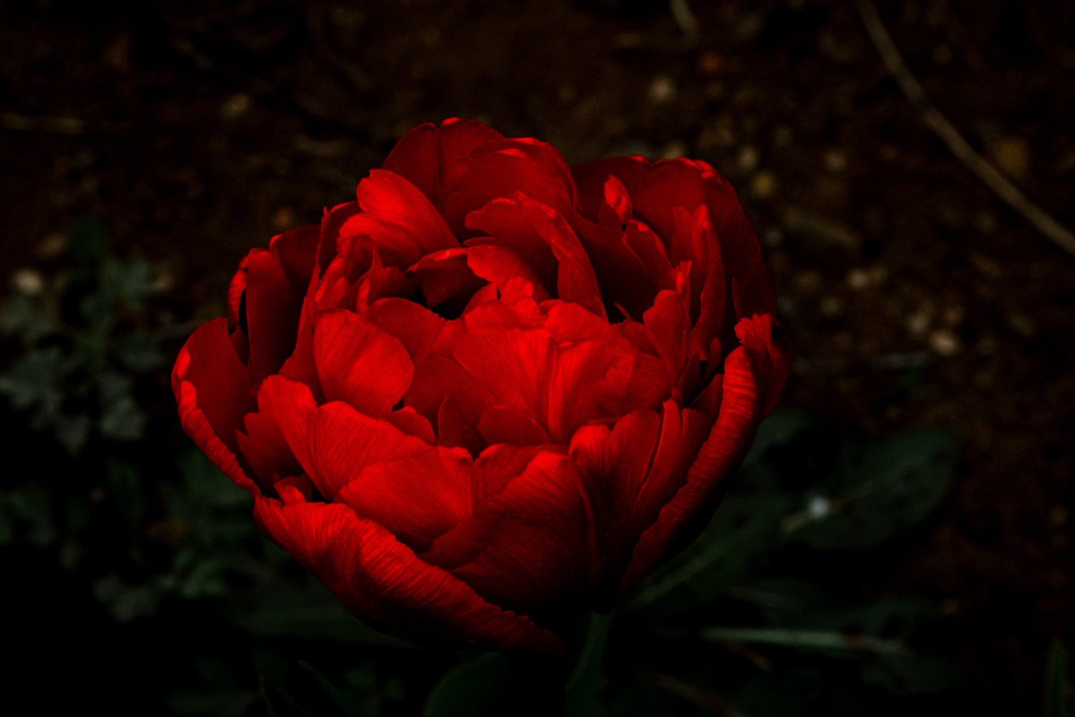 まれこ📸新規予定× tweet media