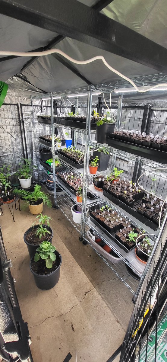 Tethys Grows tweet media