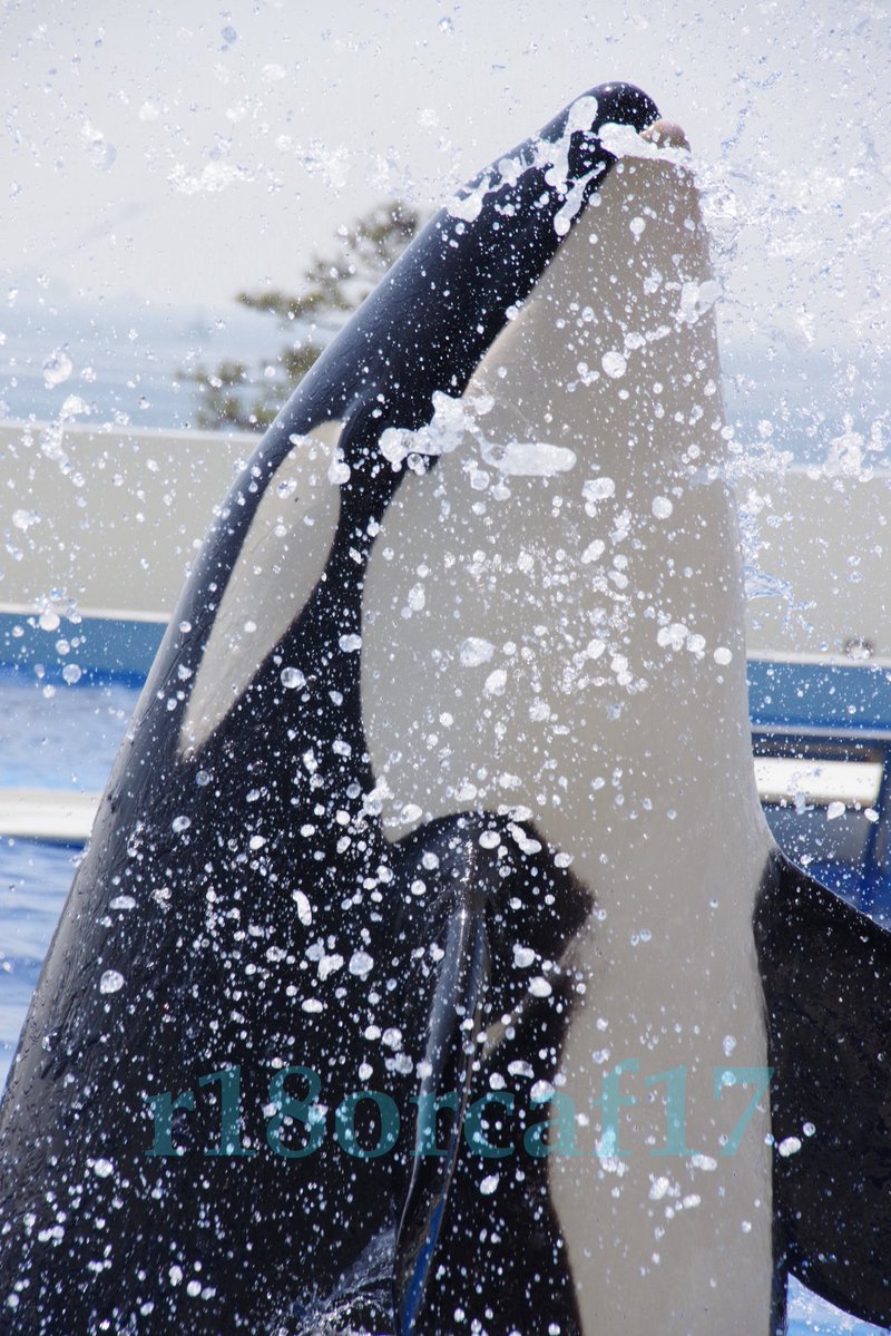 ﾘﾅ。 tweet media