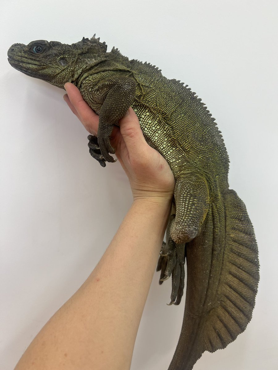 【＋libero. monster box】 〜上昇志向で自由な怪物の箱〜 tweet media