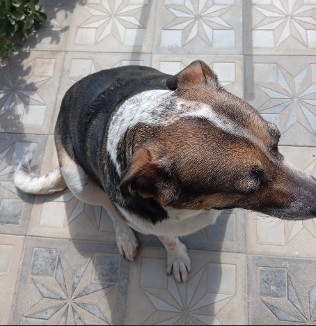 A Dutchman in a Muslim country tweet media