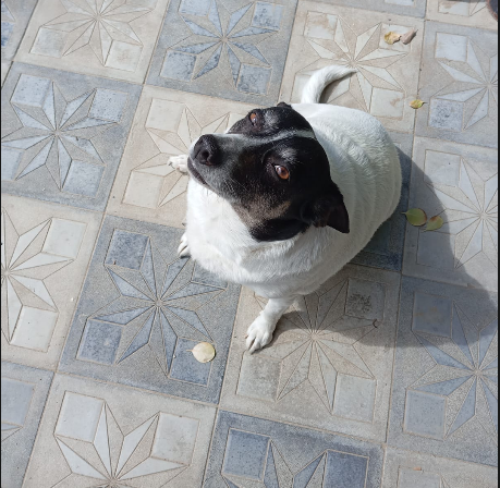 A Dutchman in a Muslim country tweet media