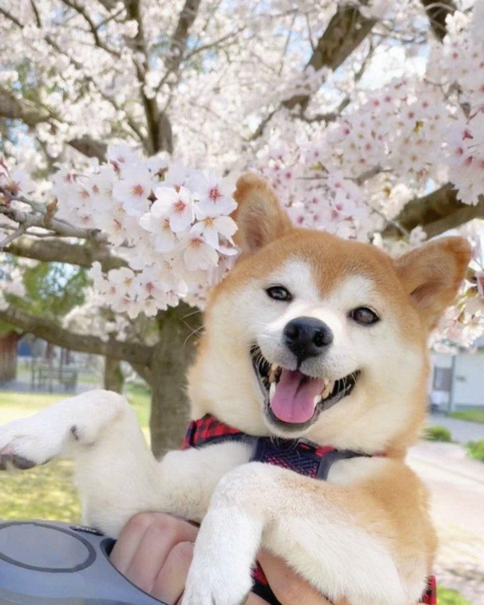 柴犬·͜·♡もも tweet media