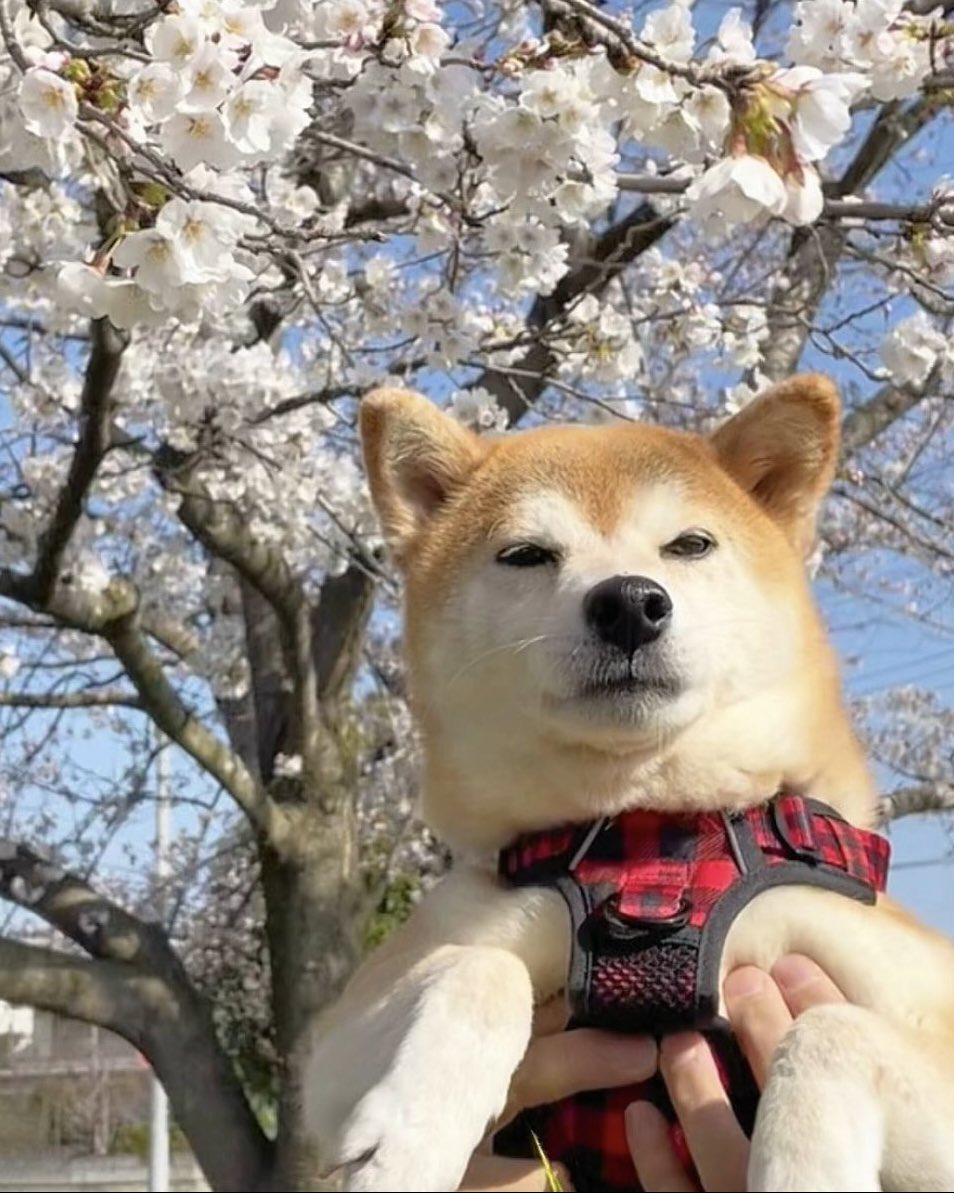 柴犬·͜·♡もも tweet media