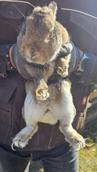 yolanda schultes tweet media