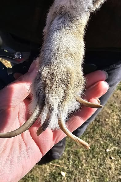 yolanda schultes tweet media