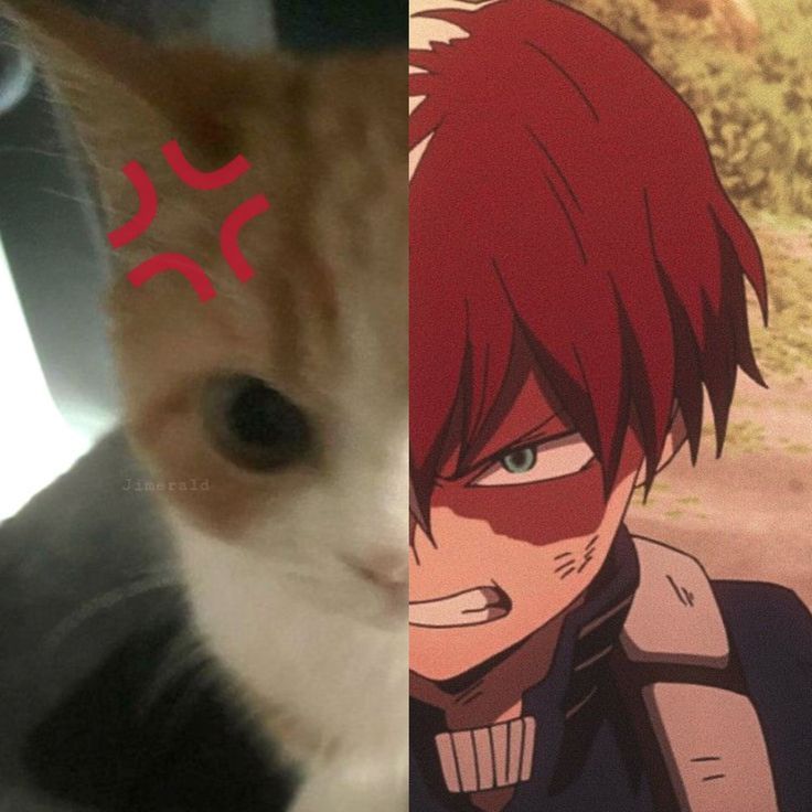 JeY🅰️L?! 🦖⭐️ ᴹᴸᴹ tweet media