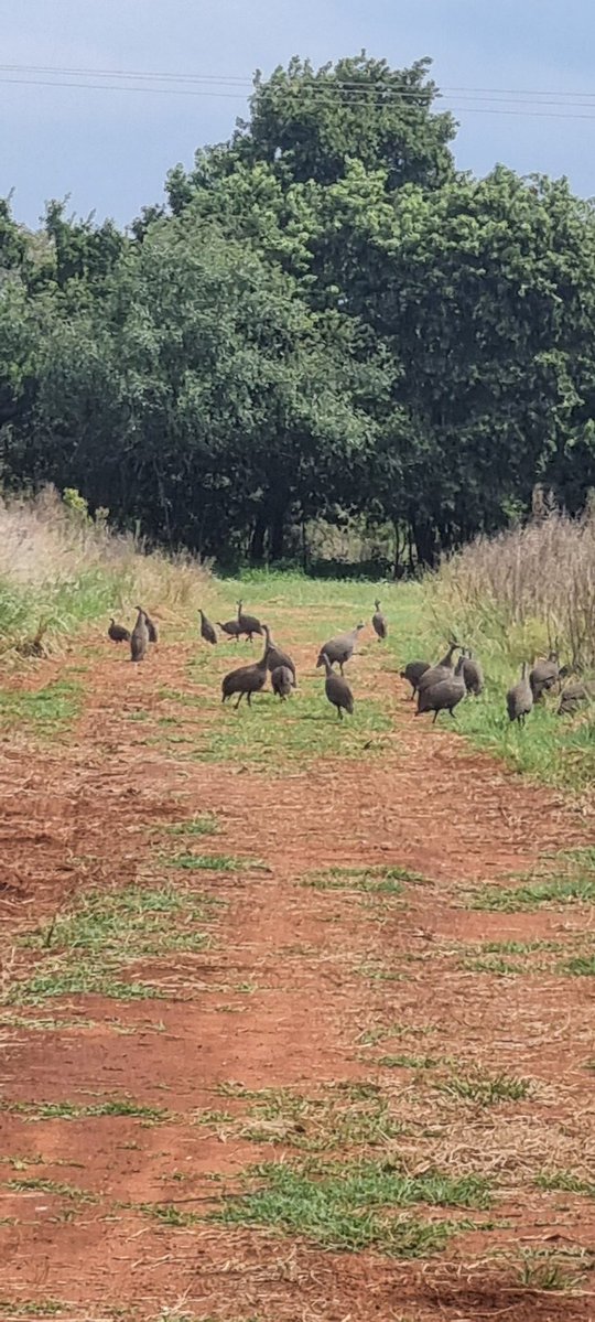 Siphosami Malunga tweet media