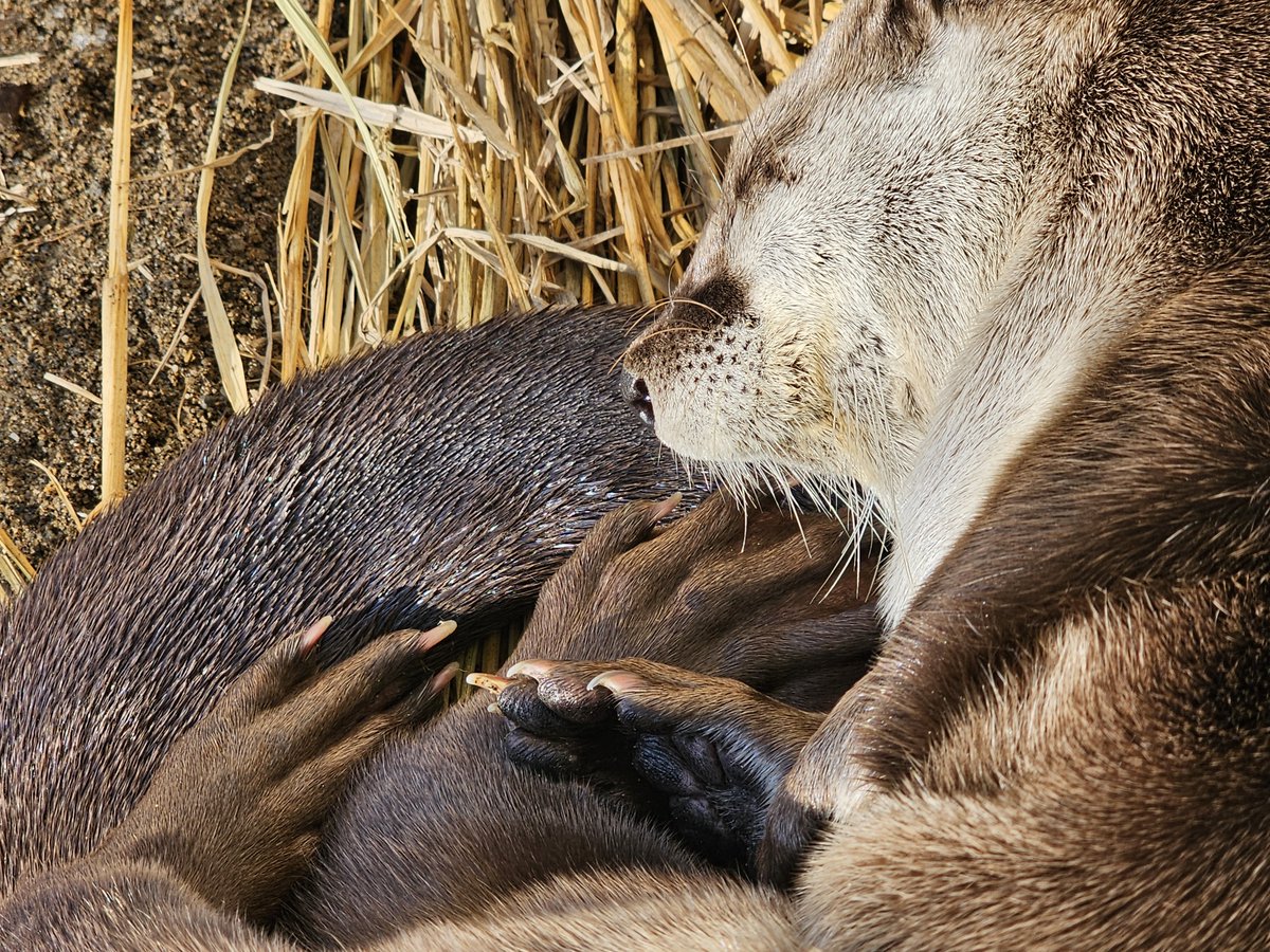 盛岡市動物公園 ZOOMO tweet media