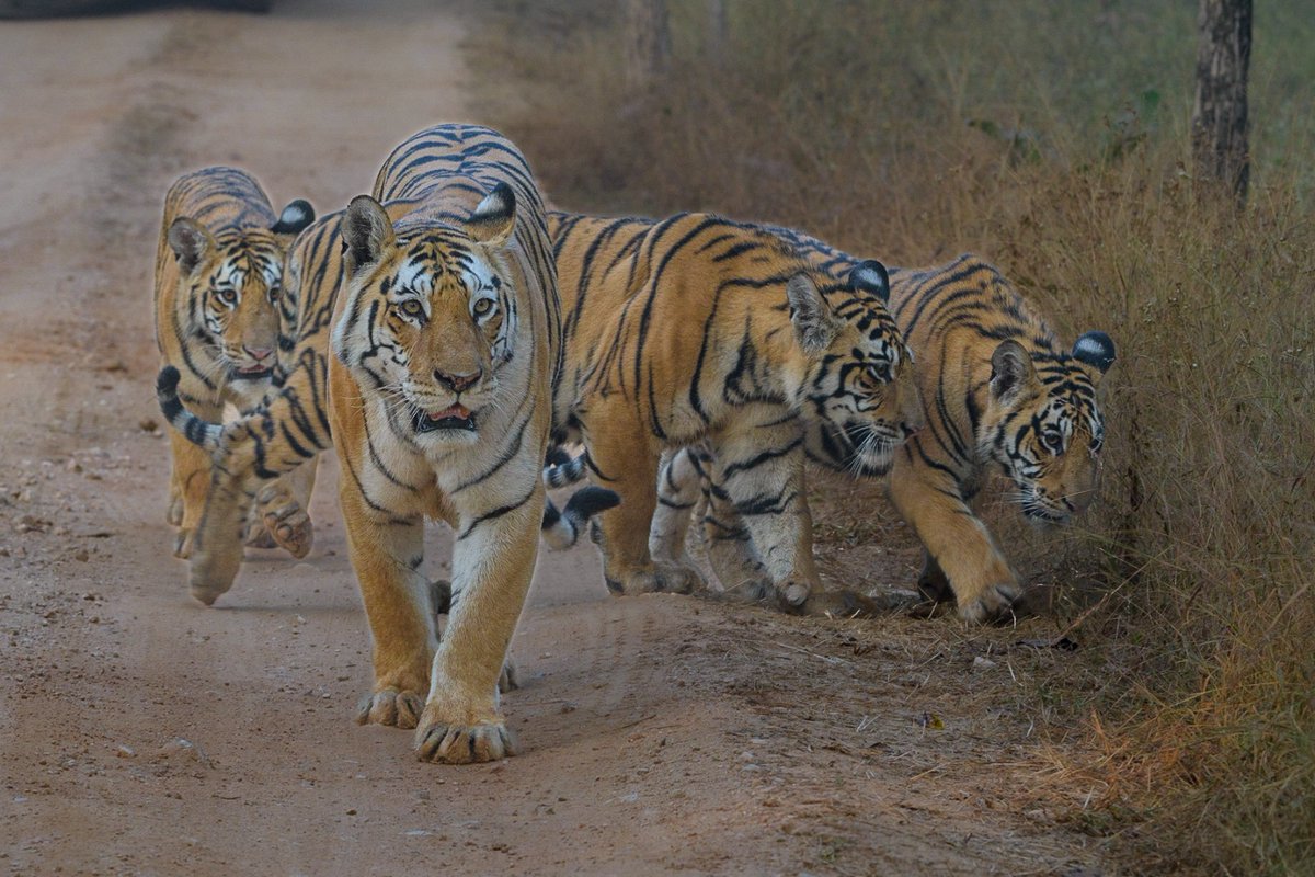 Pench Tiger Reserve tweet media