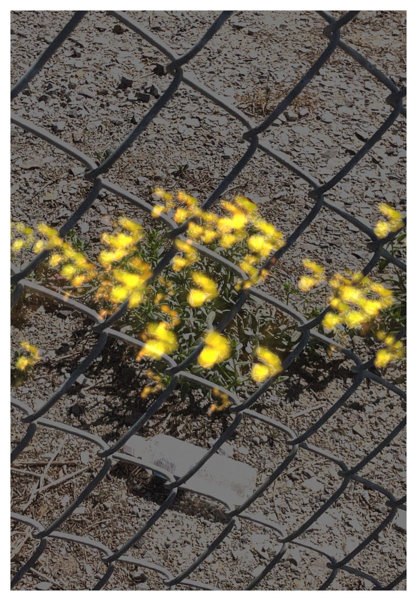 折登 樹 tweet media