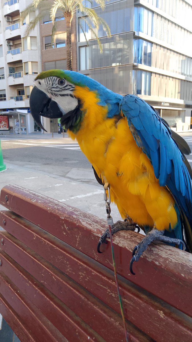 Huroncilla tweet media