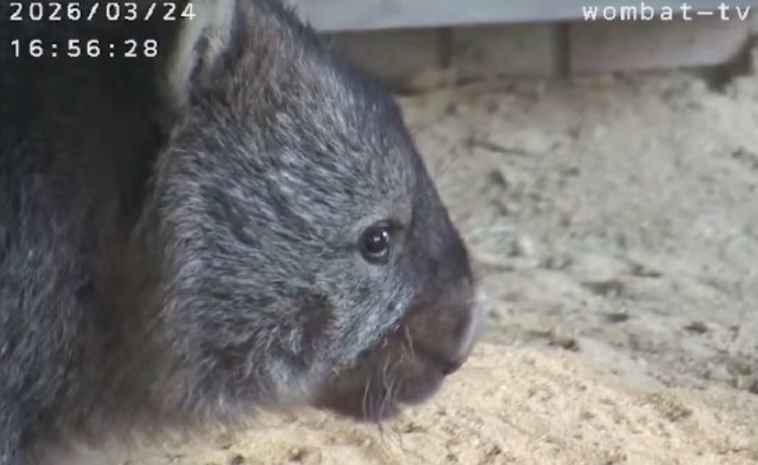 wom_8_womchan's tweet photo. 今日もカワイイ☺️❤️
#五月山動物園ウォンバット #フクちゃん #wombat #wombattv #五月山動物園 #ウォンバットてれび #ウォンバットテレビ #satsukiyamadayzoo #dayzoo https://t.co/1naK88ONCV